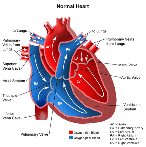 Cardiovascular System - Human Anatomy